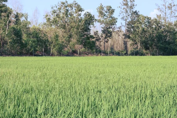 Рисове поле опівдні — стокове фото