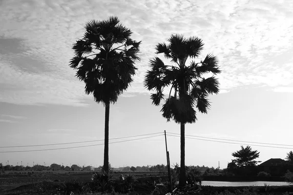 Socker palm tree — Stockfoto