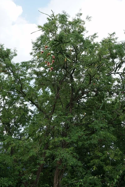 Fruta de dragón en árbol de tamarindo —  Fotos de Stock