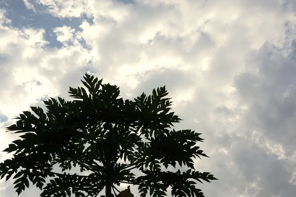 Дерево папайи с облаком — стоковое фото