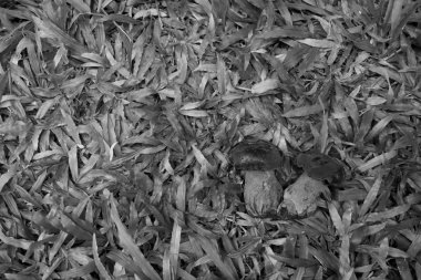 vahşi bolete mantar