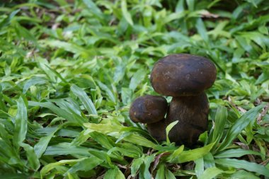 vahşi bolete mantar