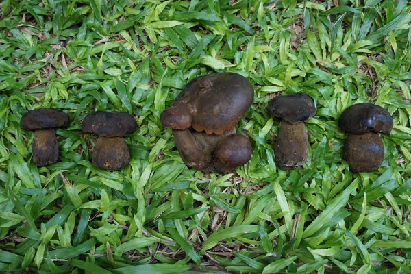 Funghi boleti selvatici — Foto Stock