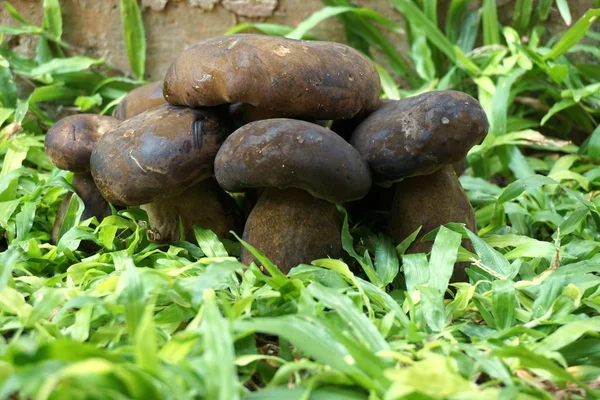 Vahşi bolete mantar — Stok fotoğraf