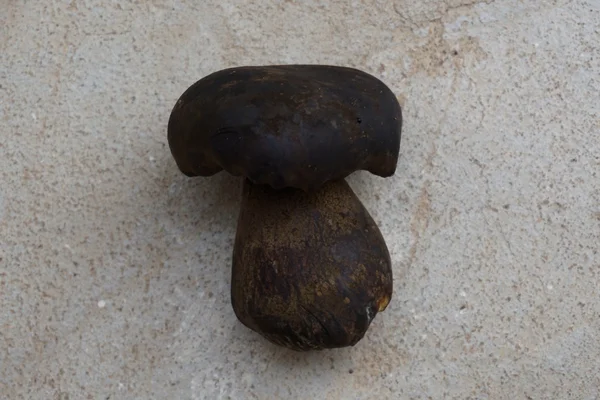 콘크리트 바닥에 야생 bolete 버섯 — 스톡 사진