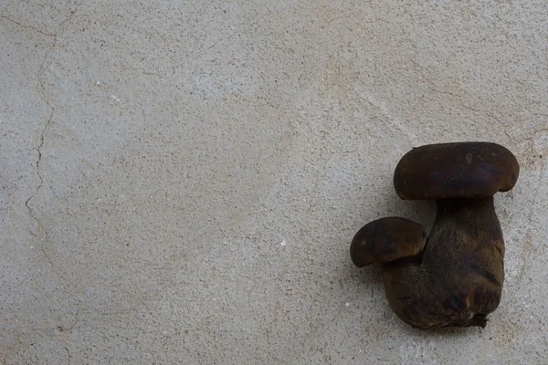 Дикі болетові гриби на бетонній підлозі — стокове фото
