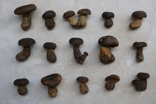 Setas bolete silvestres en el suelo de hormigón —  Fotos de Stock