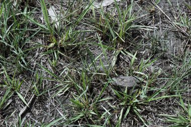 kurbağa çim Sahası