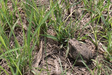 kurbağa çim Sahası