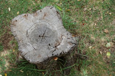 Bahçedeki Ağaç Damlası