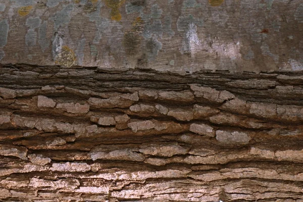 Abstracto de la corteza de madera —  Fotos de Stock