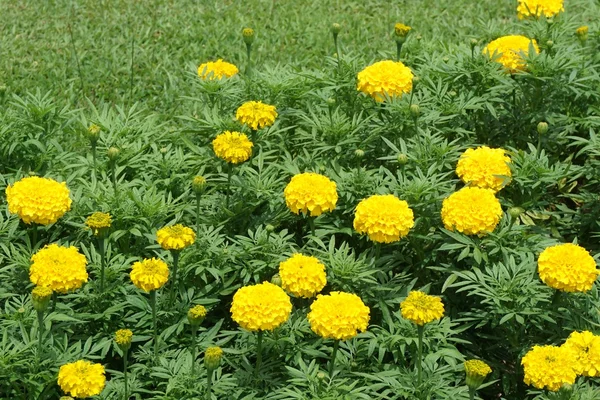 Flor de caléndula en el jardín — Foto de Stock