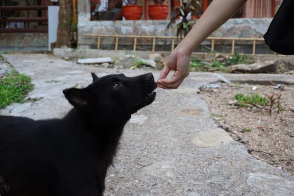 Futter für schwarze Hunde — Stockfoto