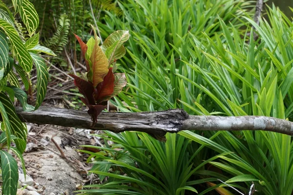Croton ogród z Pandan liści — Zdjęcie stockowe