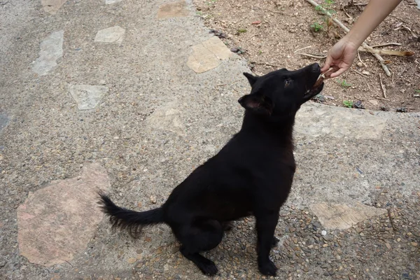 Feed food to black dog — Stock Photo, Image