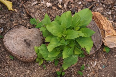 sonra kesilmiş ağaç kadar büyüme 