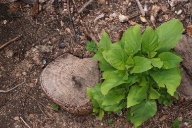 sonra kesilmiş ağaç kadar büyüme 