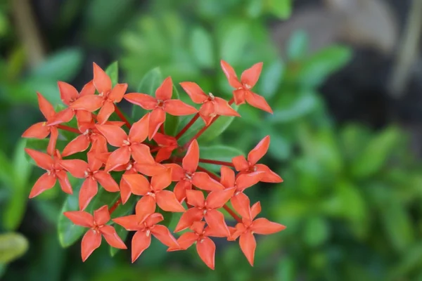 Ixora chinensis lamková květina — Stock fotografie
