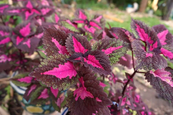 planta Coleus — Foto de stock © TANANTORNANUTRA #85059728