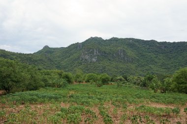 manyok için ekili alan