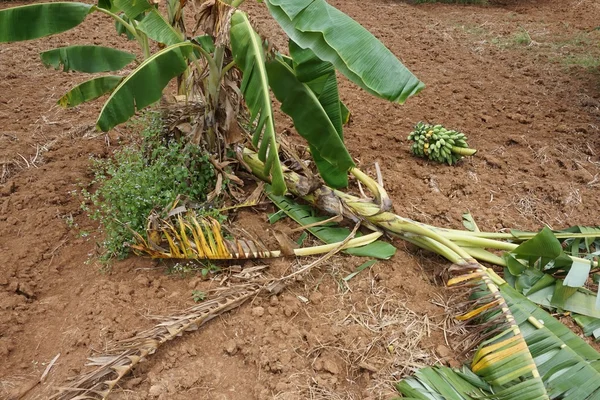 Zbieranie bananów w Tajlandii — Zdjęcie stockowe
