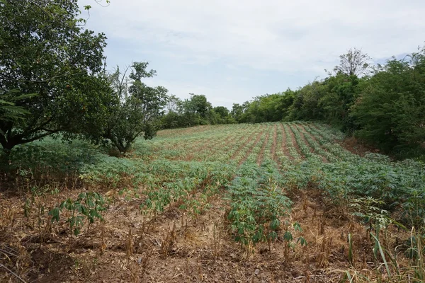 キャッサバの栽培面積 — ストック写真