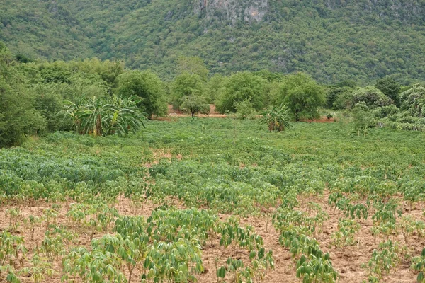 Καλλιεργημένη περιοχή για τη μανιόκα — Φωτογραφία Αρχείου