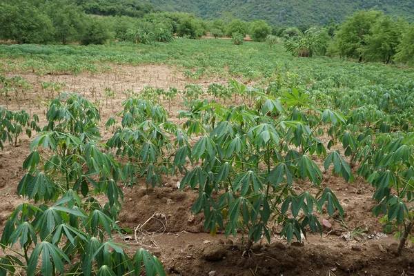 木薯种植面积 — 图库照片