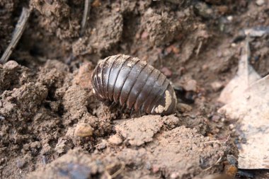 Bahçedeki kırkayak