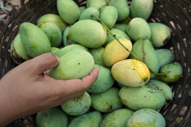 Mango hasat Tayland