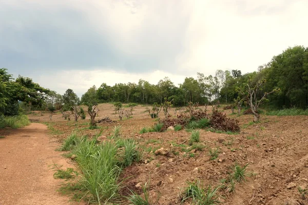 Tayland'da deforest — Stok fotoğraf