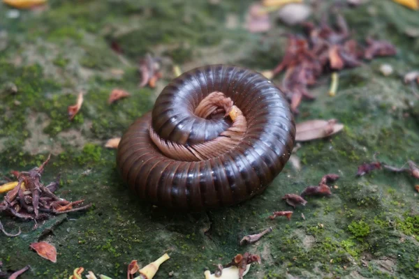 Millipede i trädgården — Stockfoto