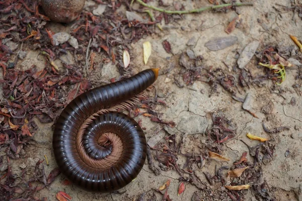 Milipede no jardim — Fotografia de Stock