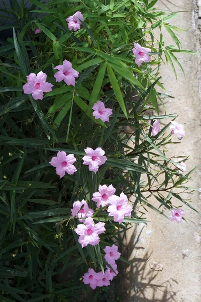 Rosa Hygrophila tuberosa — Stockfoto