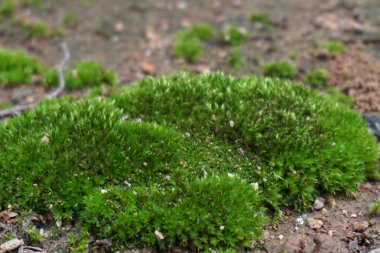 Yeşil yosun kadar kapatın