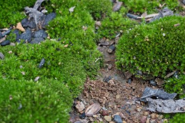 Yeşil yosun kadar kapatın