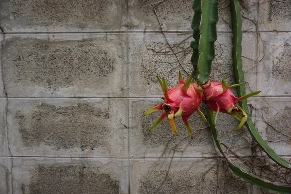 Árbol de fruta del dragón —  Fotos de Stock