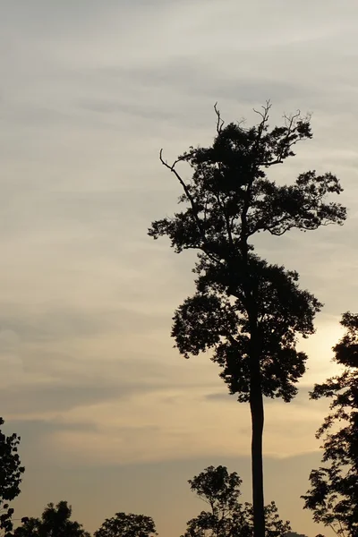 Дерево на закате — стоковое фото