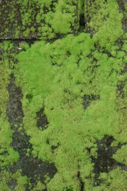 Yeşil yosun kadar kapatın 