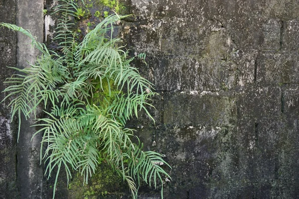 fern on wall