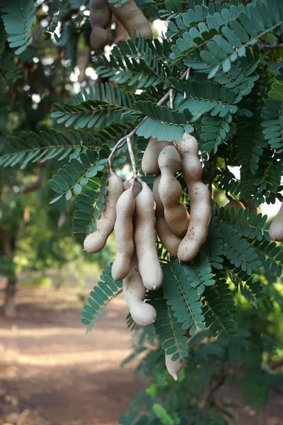 Pohon asam di kebun — Stok Foto