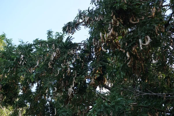 Дерево тамаринда в саду — стоковое фото