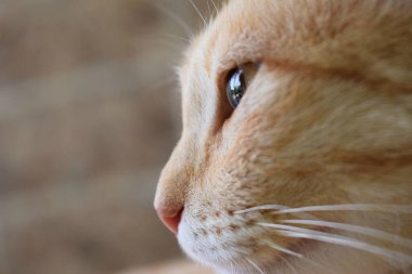 Yetişkin bir kızıl kedinin ağzı profilde