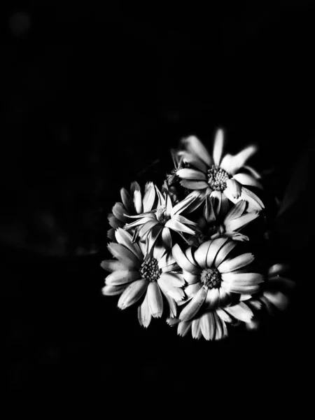 Black and white flower close up isolated on a black background