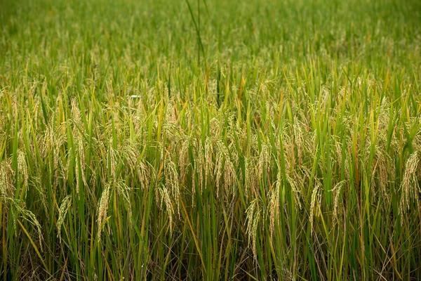 Campo de arroz ouro — Fotografia de Stock