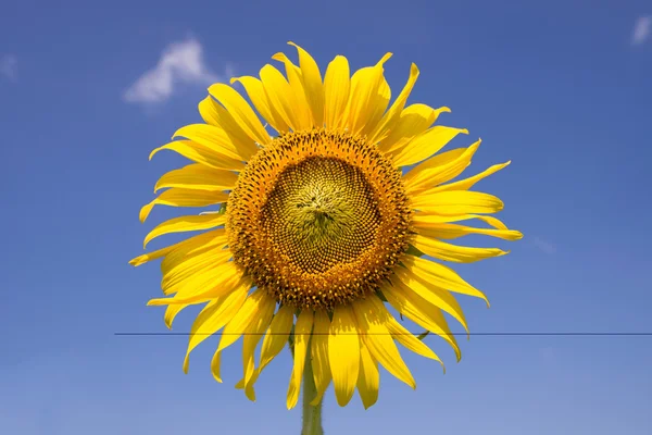 Sunflower  field — Stock Photo, Image