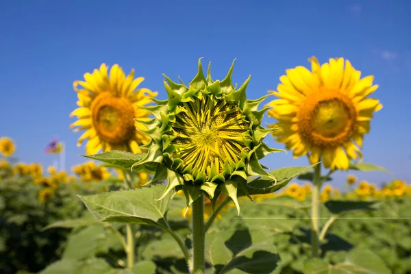 Mini Sunflower — Stock Photo, Image