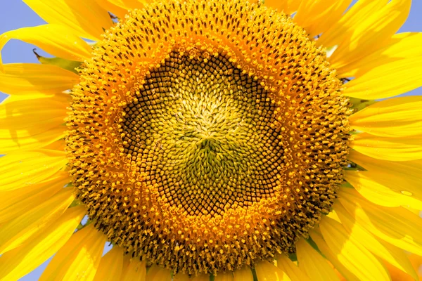 Sunflower  field — Stock Photo, Image