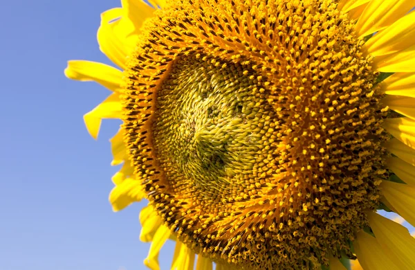 Sunflower  closeup — Stock Photo, Image