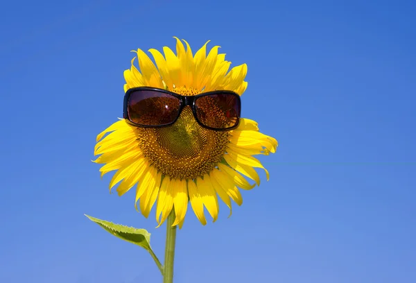 Sunflower  field — Stock Photo, Image